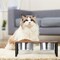 Elevated Tilted Double Stainless Steel Dog Cat Bowls, Raised Pet Food Water Feeding Stand for Small Puppies & Kittens